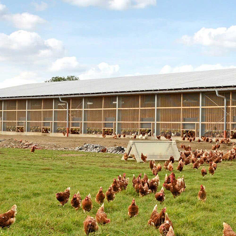 Mansoura Poultry