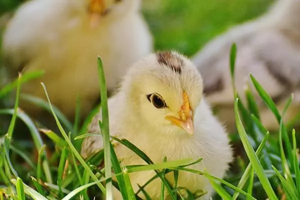 Mansoura Poultry